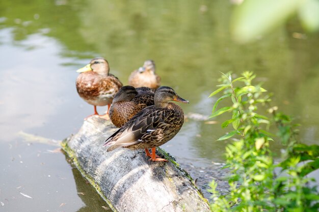 Schöne Wildenten am See