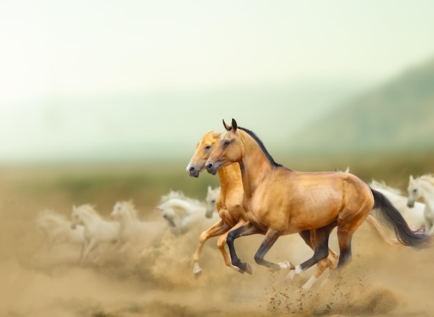 Schöne Wildpferde in den Wiesen