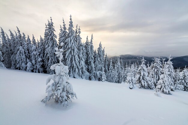 Schöne Winterberglandschaft. Hohe dunkelgrüne Fichtenbäume bedeckt mit Schnee auf Bergspitzen und bewölktem Himmel.