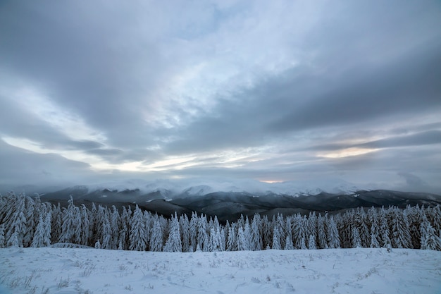 Schöne Winterberglandschaft. Hohe dunkelgrüne Fichtenbäume bedeckt mit Schnee auf Bergspitzen und Hintergrund des bewölkten Himmels.