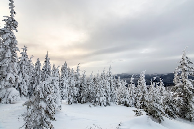 Schöne Winterberglandschaft. Hohe dunkelgrüne Fichtenbäume bedeckt mit Schnee auf Bergspitzen und Hintergrund des bewölkten Himmels.