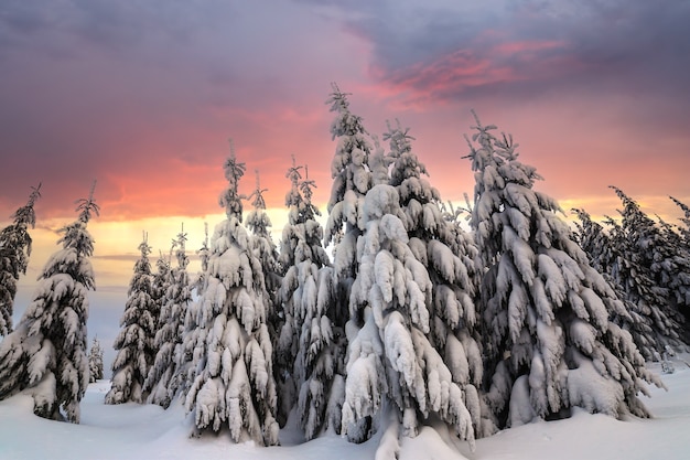 Schöne Winterberglandschaft. Hohe Fichten, die mit Schnee im Winterwald und im bewölkten Himmelhintergrund bedeckt werden.