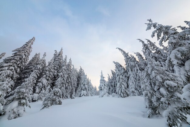 Schöne Winterberglandschaft. Hohe gezierte Bäume bedeckt mit Schnee im Winterwald