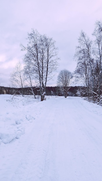 Schöne Winterlandschaft auf weißem Feld am Waldrand Feld aus weißem Schnee und Eis am Horizont