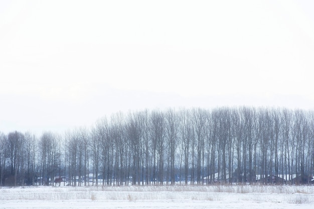 Foto schöne winterlandschaft bei sonnenuntergang mit nebel und schnee bedeckt ackerland und fluss niederlande