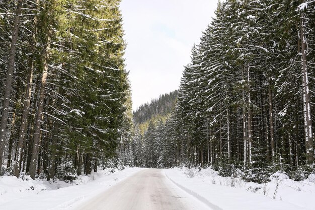 Schöne Winterlandschaft Fichtenschnee bedeckt sonniges Wetter