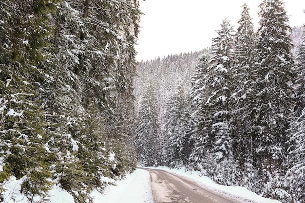 Schöne Winterlandschaft Fichtenschnee bedeckt sonniges Wetter