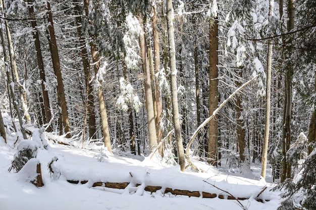 Schöne Winterlandschaft Fichtenschnee bedeckt sonniges Wetter