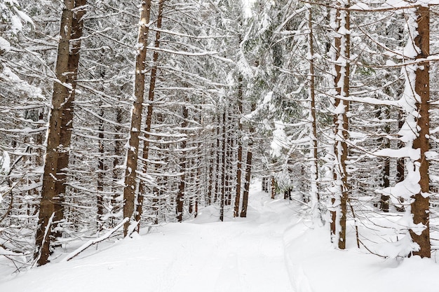 Schöne Winterlandschaft Fichtenschnee bedeckt sonniges Wetter