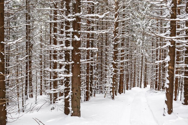 Schöne Winterlandschaft Fichtenschnee bedeckt sonniges Wetter