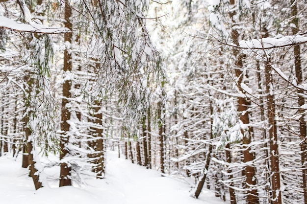 Schöne Winterlandschaft Fichtenschnee bedeckt sonniges Wetter