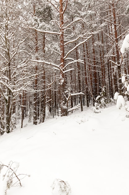 Schöne Winterlandschaft im Wald, hohe Bäume mit Schnee bedeckt, die Erde ist mit weißen großen Schneeverwehungen bedeckt