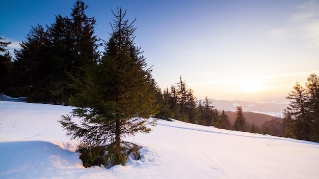 Schöne Winterlandschaft in den Bergen Sonne bricht durch die schneebedeckten Zweige der Tanne Boden und Bäume mit einer dicken Schicht aus frischem, flauschigem Schnee bedeckt