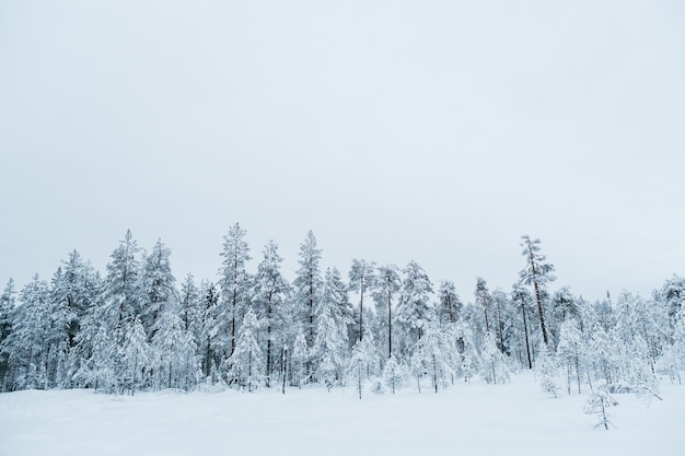 Schöne Winterlandschaft mit Bäumen, die mit Raureif bedeckt sind