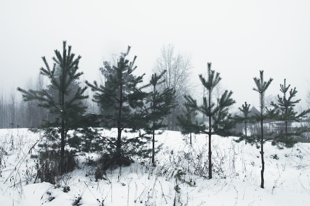 Schöne Winterlandschaft mit Bäumen im Schnee in der Landschaft