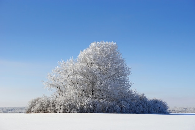 Schöne Winterlandschaft mit Baum bedeckt mit Raureif gegen blauen Himmel
