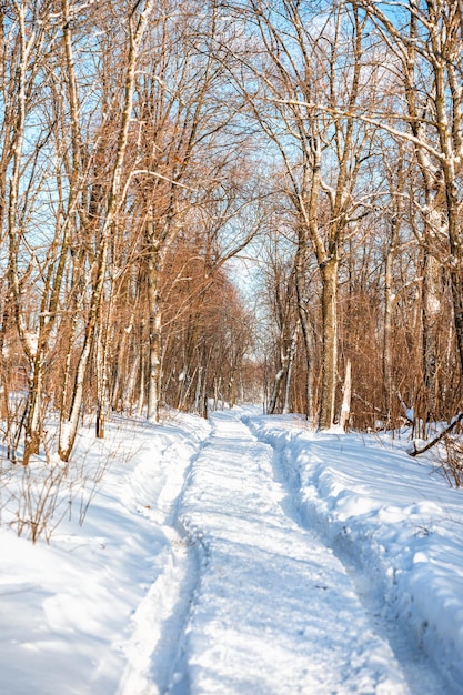 Schöne Winterlandschaft mit einem Weg und Bäumen im verschneiten Wald