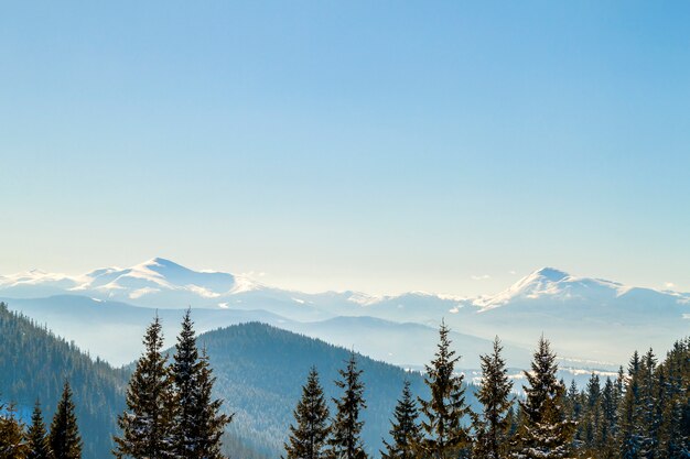 Schöne Winterlandschaft mit Kiefern, blauem Himmel und Bergen