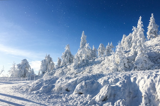 Schöne Winterlandschaft mit schneebedeckten Bäumen auf einem blauen Himmel