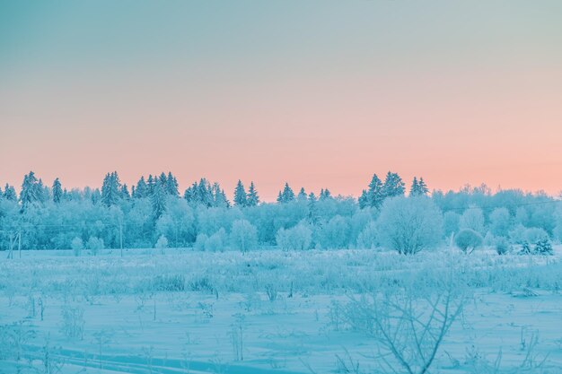 Schöne Winterlandschaft mit schneebedeckten Bäumen im Frost