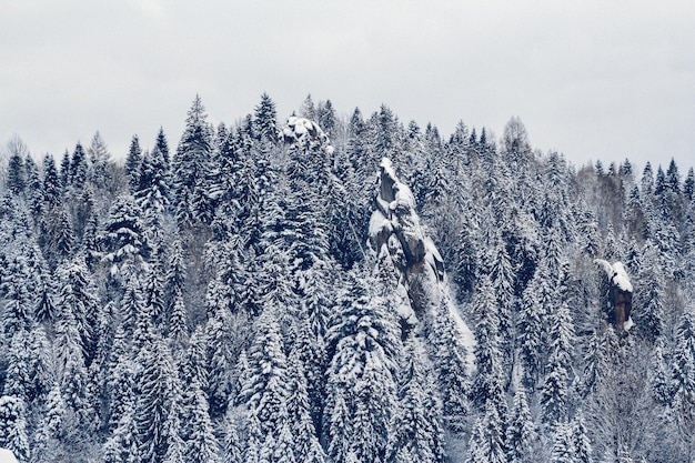 Schöne Winterlandschaft mit schneebedeckten Bäumen. Platz für Text oder Werbung