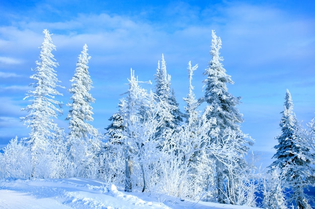 Schöne Winterlandschaft mit schneebedeckten Bäumen. Winter Hintergrund.