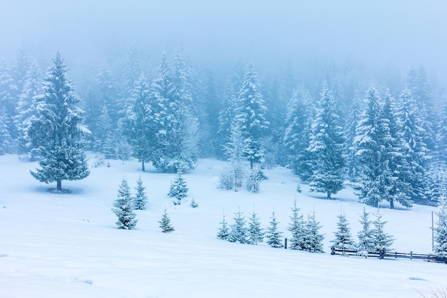 Schöne Winterlandschaft mit schneebedeckten Bäumen Winterberge