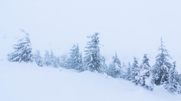 Schöne Winterlandschaft mit schneebedeckten Bäumen Winterberge