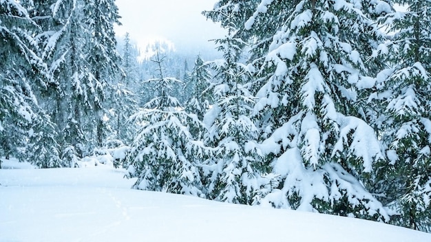 Schöne Winterlandschaft mit schneebedeckten Bäumen Winterberge