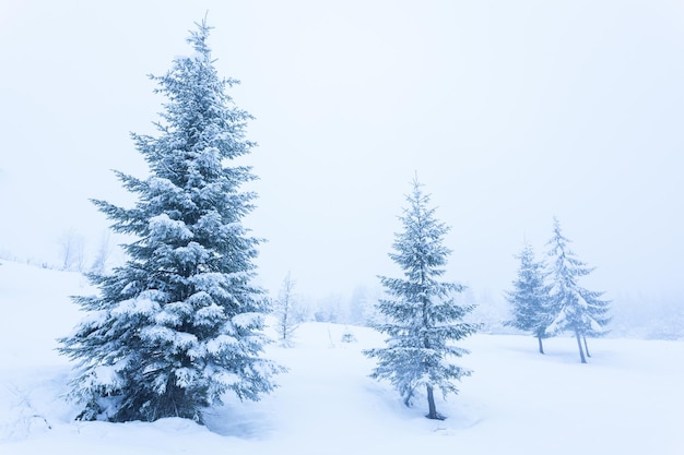 Schöne Winterlandschaft mit schneebedeckten Bäumen Winterberge