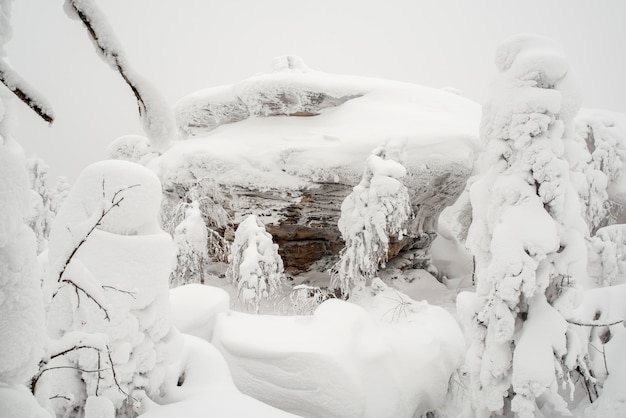 Schöne Winterlandschaft mit schneebedeckten Bäumen. Wintermärchen