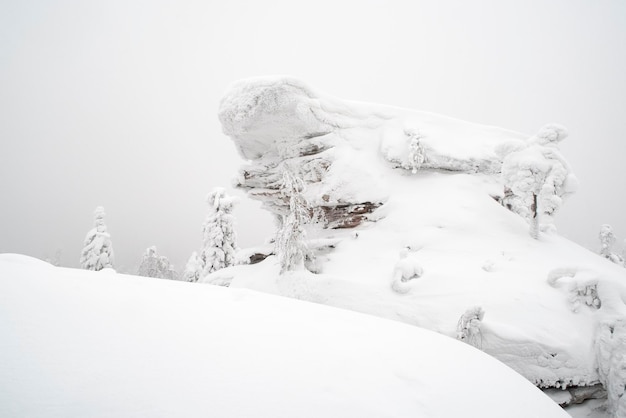 Schöne Winterlandschaft mit schneebedeckten Bäumen. Wintermärchen