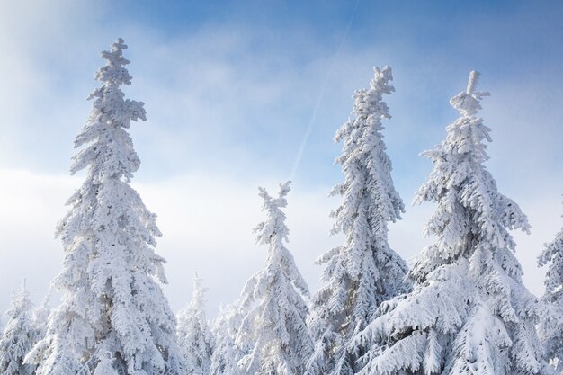 Schöne Winterlandschaft mit schneebedeckten Bäumen.