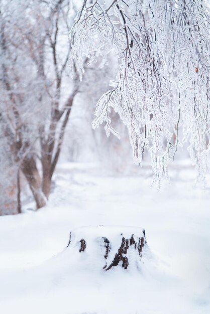 Schöne Winterlandschaft mit schneebedeckten Bäumen