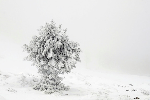 Schöne Winterlandschaft mit schneebedeckten Bäumen.