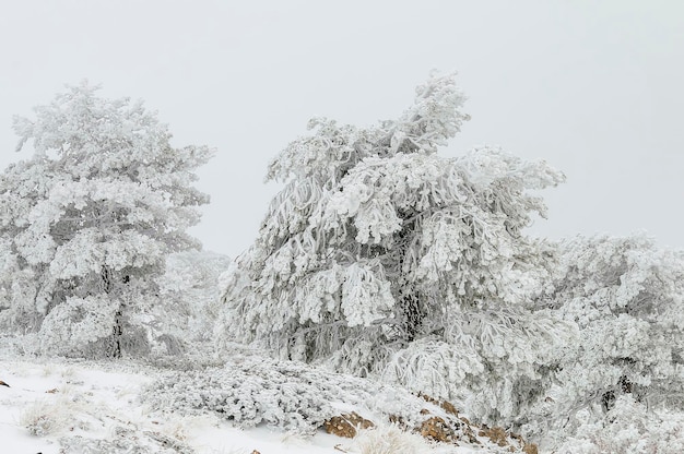 Schöne Winterlandschaft mit schneebedeckten Bäumen.