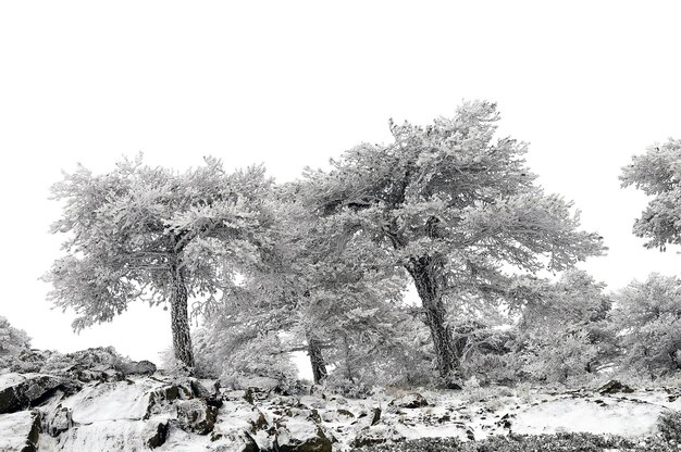 Schöne Winterlandschaft mit schneebedeckten Bäumen.