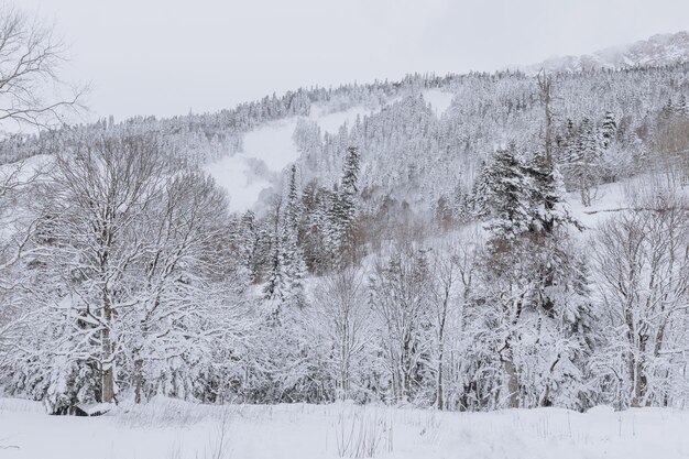 Schöne Winterlandschaft mit schneebedeckten Bäumen