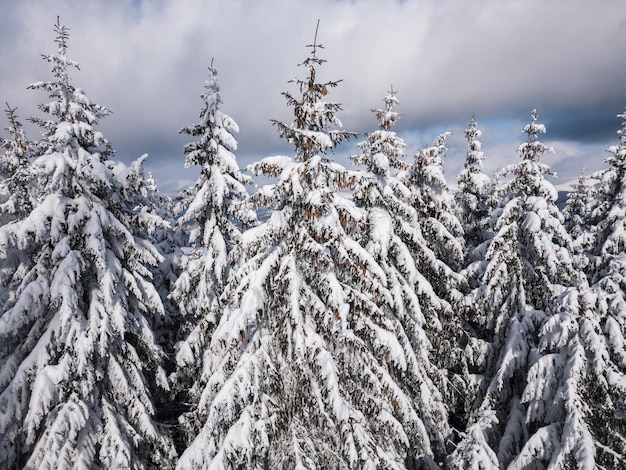 Foto schöne winterlandschaft mit schneebedeckten tannen am verschneiten und nebligen tag