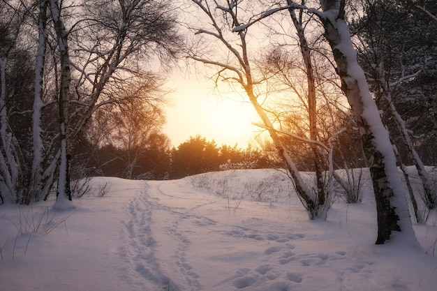 Schöne Winterlandschaft mit Tannen und Sonne. Spuren im Schnee.