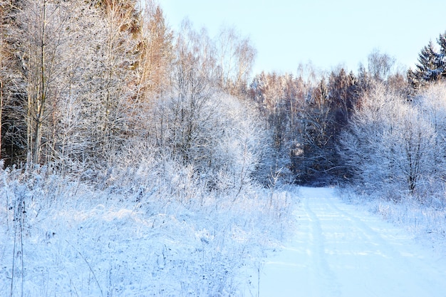 Schöne Winterlandschaft mit Wald, Bäumen