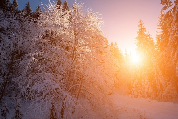 Schöne Winterlandschaft Verschneite Landstraße an einem schönen Wintertag bei Sonnenuntergang oder Sonnenaufgang im Wald mit frischem Schnee