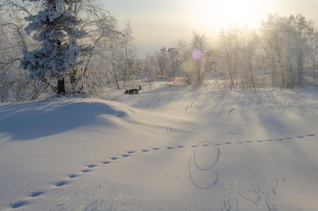 Schöne Winterlandschaft Viel Schnee und Bäume im Frost Der Hund läuft durch den Schnee