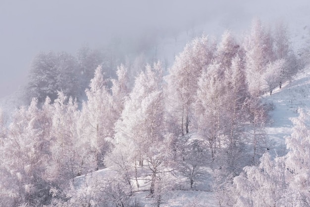 Foto schöne winterlandschaft weißer birkenhaine auf dem mit frischem schnee bedeckten berg