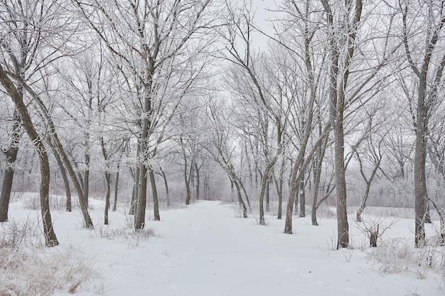 Schöne Winterlandschaft