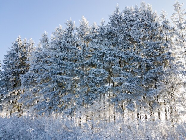 Schöne Winterlandschaftsbäume im Schnee