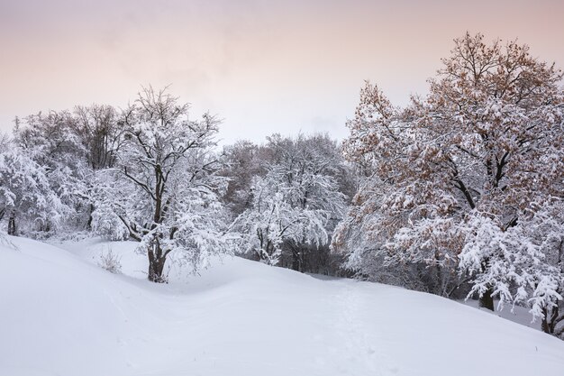 Schöne winterliche Schneelandschaft im Park