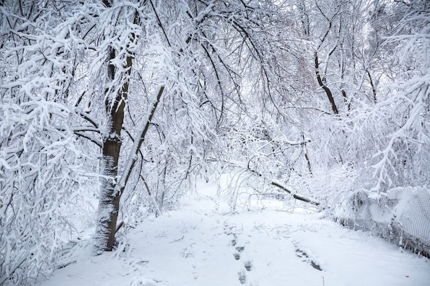 Schöne winterliche Schneelandschaft im Park