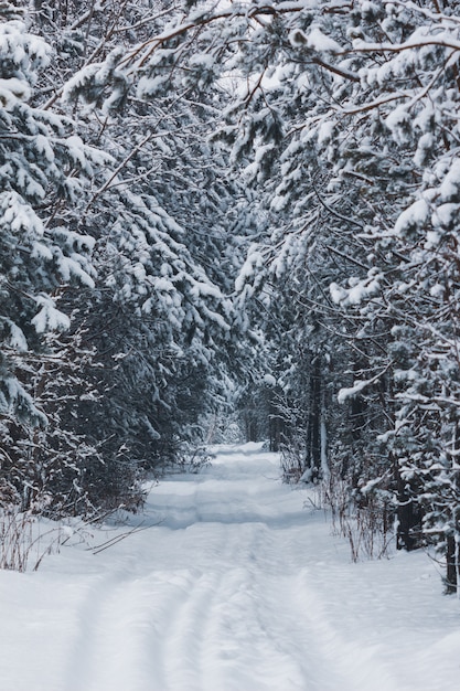 Schöne Winterstraße im Wald