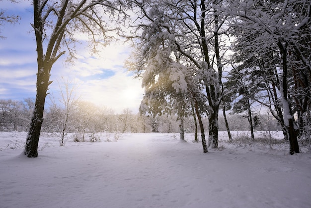 Schöne Wintertapete